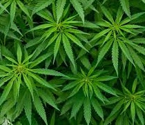 cannabis 2.2